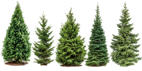 Various types of evergreen trees displayed side by side showcasing different shapes and sizes in a natural setting