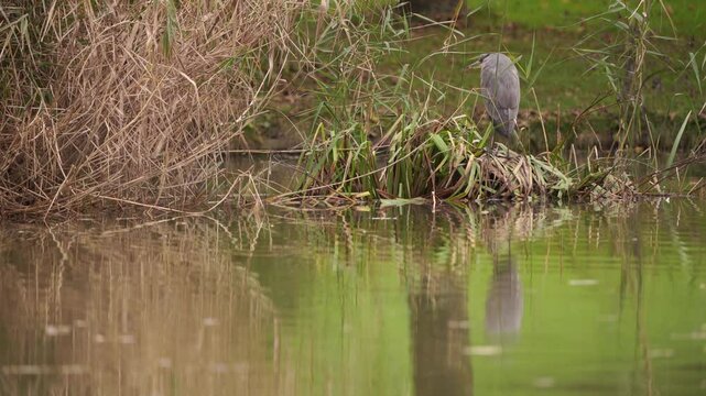 plan fixe d'un h&eacute;ron juch&eacute; sur son reposoir, au milieu d'un lac, paisiblement install&eacute;, accompagn&eacute; de sons de corneilles et autres oiseaux sauvages