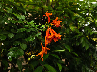 Honeysuckle flowers grow more beautifully than others