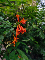Beautiful Honeysuckle from garden 