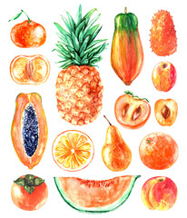 Hand drawn watercolor orange colored tropical fruit illustration set. Pineapple, orange, papaya, tangerine, apricot, kiwano, pear, melon, persimmon, peach