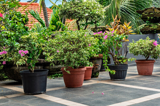 A row of decorative potted plants on a grey tiled terrace, surrounded by lush tropical vegetation and terracotta roofs