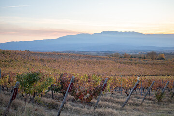 Melnik wine region landscape in Bulgaria
