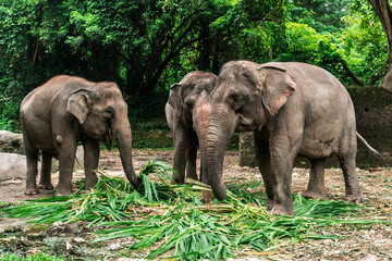 Fototapeta premium A group of Asian elephants eating fresh green leaves in the dense jungle