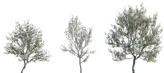 Set of Paulownia tomentosa (common names princess tree, empress tree, foxglove-tree) frontal street trees isolated png on a transparent background perfectly cutout