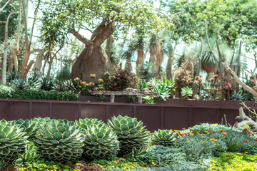 Botanical garden with various plants, succulents and trees on a sunny day