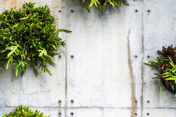 Vertical greenery on a concrete wall with lush green plants, creating modern urban and interior accents