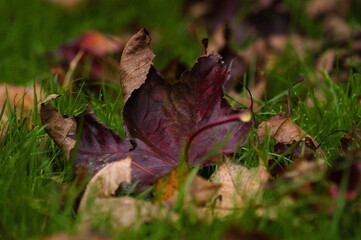 Autumn Leaf