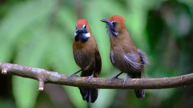 Fluffy-backed Tit-babbler (Macronous ptilosus) perch on branch and call each others
