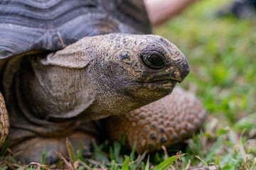 This photo captures an Aldabra giant tortoise leisurely walking across a grassy field. With its ancient, textured shell and powerful claws.