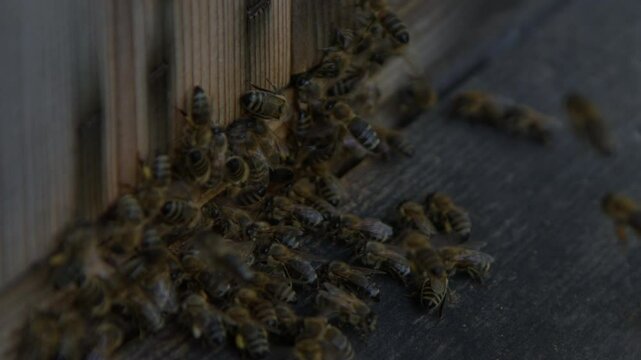 Bees 10