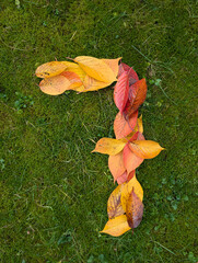 The number seven (7) formed from colorful autumn leaves on green background