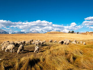 Group of Sheep Eating Yellow Grass Against the Backdrop of the White Mountain Range in Huaraz, Peru