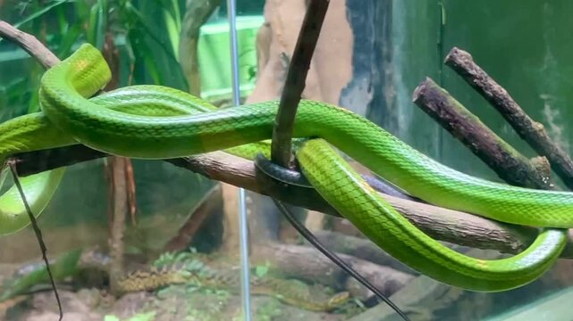 green snake coiled around on a branch with natural green background in the garden.Green Snake Crawling Smoothly Across the Ground.Lankan green vine snake or Long-nosed whip snake
