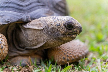 This photo captures an Aldabra giant tortoise leisurely walking across a grassy field. With its ancient, textured shell and powerful claws.