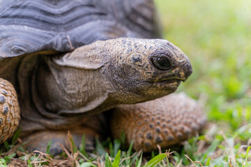 This photo captures an Aldabra giant tortoise leisurely walking across a grassy field. With its ancient, textured shell and powerful claws.
