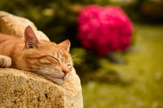 Sleeping Cat with flower in the background