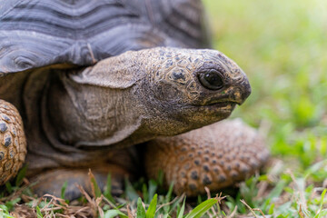 This photo captures an Aldabra giant tortoise leisurely walking across a grassy field. With its ancient, textured shell and powerful claws.