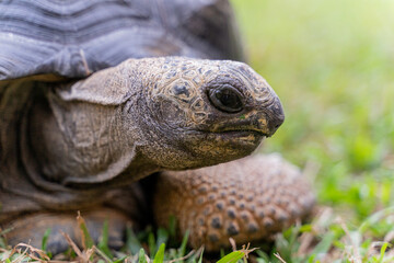 This photo captures an Aldabra giant tortoise leisurely walking across a grassy field. With its ancient, textured shell and powerful claws.