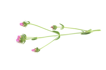 Feverwort Centaurium erythraea flowering pink flowers on white background