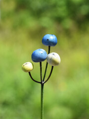 Close up on bluebead lily Clinton borealis blue berries outdoor