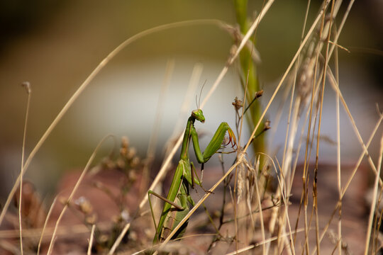 idle praying mantis