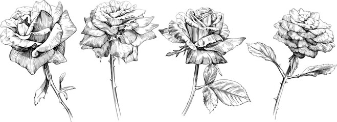 Rose floral botanical flowers set. Wild spring leaf wildflower isolated. Black and white engraved ink art collection. Isolated illustration elements on white background.
