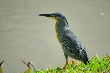 Green-backed heron (Butorides striata) perched on a tree branch by the water, showcasing its striking greenish back and sharp beak, with selective focus and blurred background.