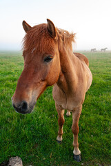 Obraz premium Horses in a field in fog, Iceland