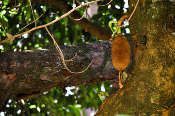 A vibrant jackfruit tree with lush green leaves and large, yellow fruits hanging from its branches....