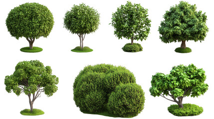 A collection of different types of bushes and trees