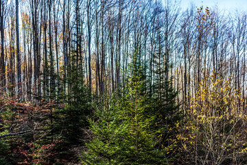 Landscapes - Forest - Europe, Romania, Suceava region