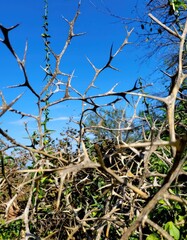 tree branches