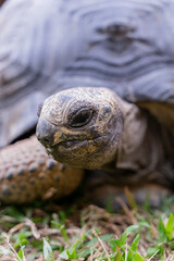 This photo captures an Aldabra giant tortoise leisurely walking across a grassy field. With its ancient, textured shell and powerful claws.