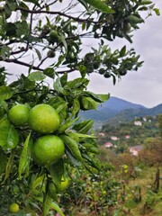 fruits, green, organic, garden
