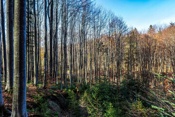 Landscapes - Forest - Europe, Romania, Suceava region