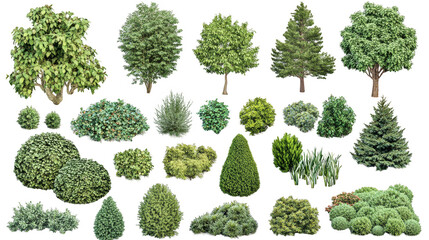 A collection of different types of bushes and trees
