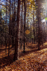 Landscapes - Forest - Europe, Romania, Suceava region