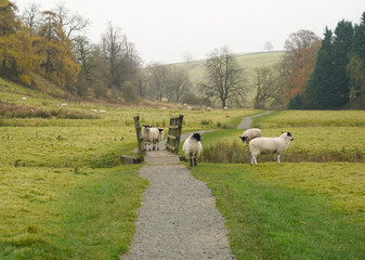 Sheep in the field, footpath and a small bridge. Yorkshire Dales 