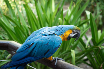 Close-up of a blue and yellow macaw perched on a dark brown branch.