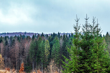 Landscapes - Forest - Europe, Romania, Suceava region