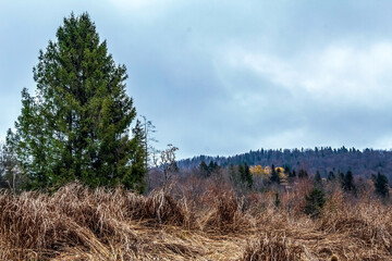 Landscapes - Forest - Europe, Romania, Suceava region