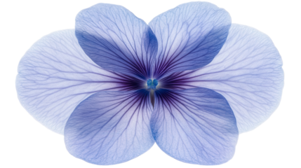 Vibrant Blue Petals Elegance, Nature's Serenity, Close-Up Flower Artistry, Delicate Beauty, Botanical Detail Study.