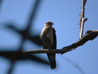 Bird on blue 