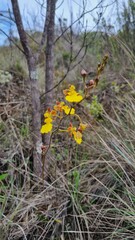 Rare yellow orchid that grows on the rock over the mountain.