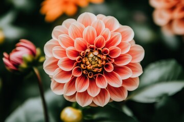 Vibrant Dahlia Blossom: A Captivating Natural Wonder