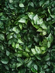 Fototapeta premium Lush Green Ivy Wall