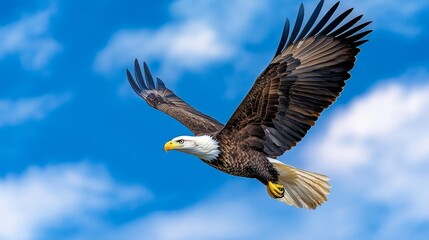 Obraz premium Majestic Bald Eagle Soaring Freedom Wildlife Bird of Prey