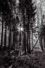 Fototapeta premium Landscapes - Forest - Europe, Romania, Suceava region