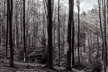 Fototapeta premium Landscapes - Forest - Europe, Romania, Suceava region